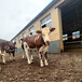 文山肉牛养殖基地四五百斤西门塔尔牛犊子价格