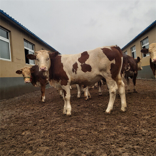 沁水300斤的西门塔尔牛小母牛价钱