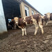芜湖牛养殖基地西门塔尔牛4个月一般有多大