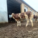福州西门塔尔600斤的牛犊新的价格