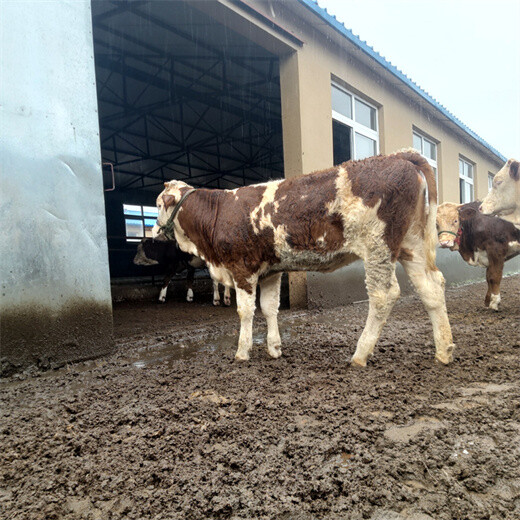 民权五百斤的西门塔尔小母牛现在什么价格