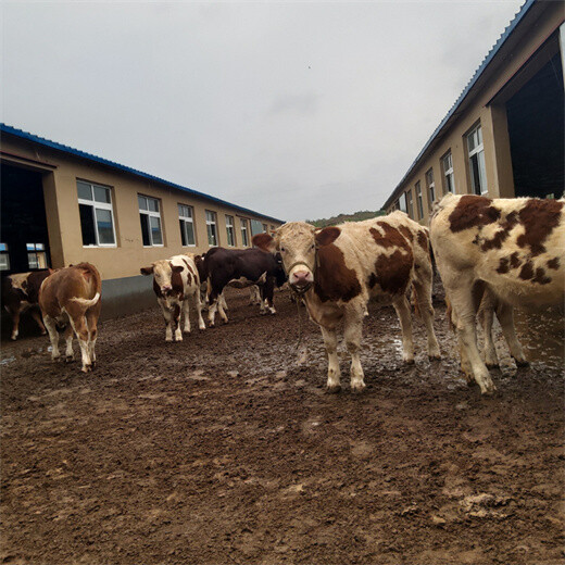 西门塔尔400--500斤小母牛犊价钱