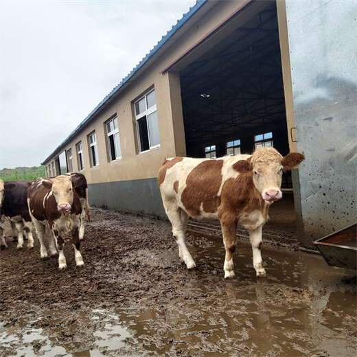 乐亭四百斤的西门塔尔繁殖母牛要多少钱