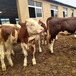 湖北荆州西门塔尔牛大型养牛场提供技术