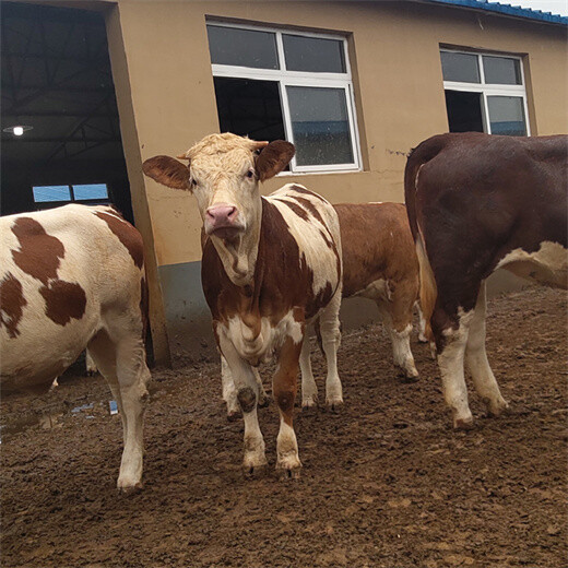 西门塔尔400斤的小公牛现在什么价格