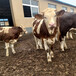抚宁500斤的西门塔尔牛犊小母牛多少钱