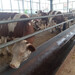 临沧养殖基地西门塔尔繁殖母牛多少钱一头