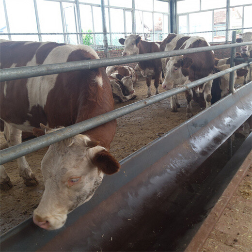 泉州西门塔尔600多斤的小母牛犊要多少钱