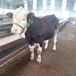 六个月西门塔尔2岁母牛要多少钱一头韶关