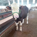 西门塔尔四五百斤的基础母牛价格表