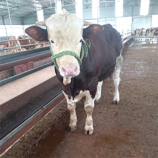 迪庆肉牛养殖基地400斤西门塔尔牛犊子价格
