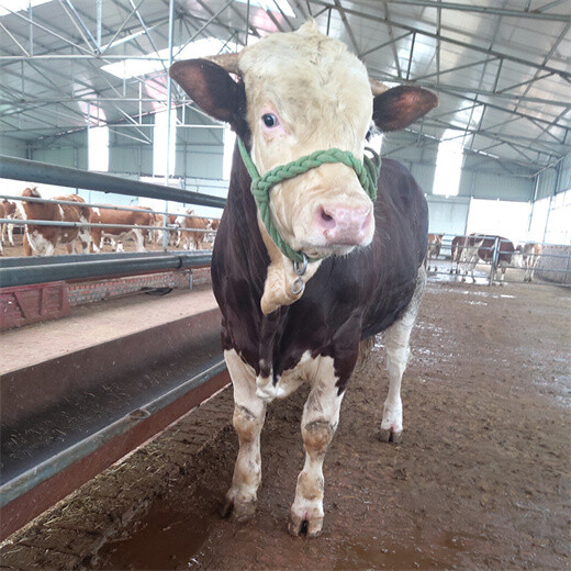 西门塔尔400多斤小母牛苗市场价多少
