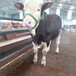 柳州西门塔尔三百斤至四百斤四代母牛现在什么价钱
