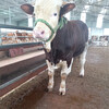 钦州西门塔尔五个月的小母牛价格表