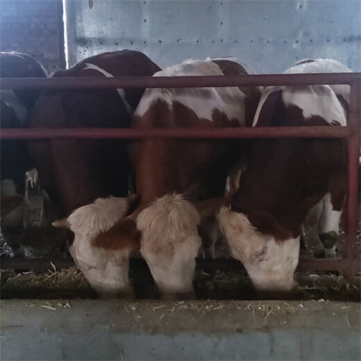 信阳西门塔尔五个月小母牛犊现在什么价钱