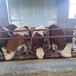 延边养殖基地400斤西门塔尔小母牛价格