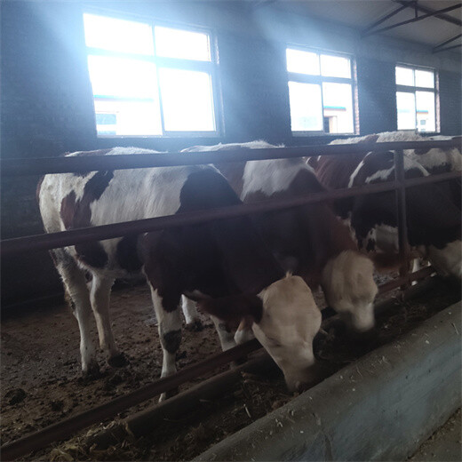 山东潍坊西门塔尔牛养殖基地服务到位