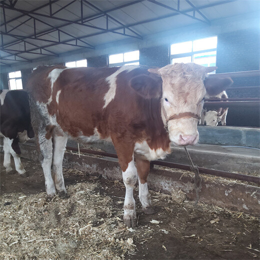 通辽大型中转基地六百斤的西门塔尔母牛多少钱