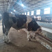 天水肉牛养殖基地西门塔尔牛大母牛价格