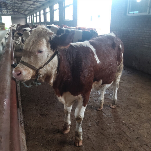 宣城牛养殖基地西门塔尔怀孕母牛价格