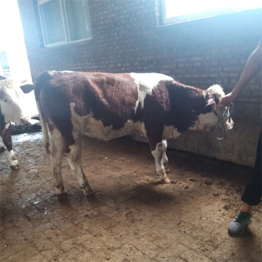西门塔尔500斤左右小公牛多少钱一头