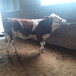 钦州西门塔尔怀孕母牛