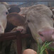 宜春西门塔尔400斤的小母牛苗价钱