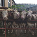 西门塔尔400--500斤基础母牛市场价多少