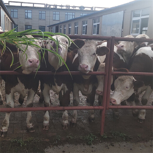 西门塔尔600斤左右牛犊出售