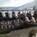 西门塔尔六百多斤牛犊小母牛要多少钱一头