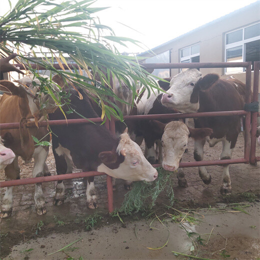 西门塔尔5之6个月的牛犊小母牛要多少钱一头