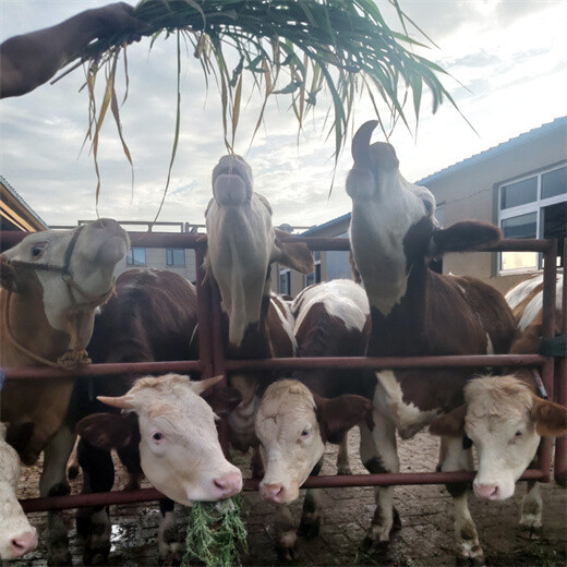 宜昌牛养殖基地400多斤的公牛多少钱