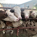 六安牛养殖基地400斤西门塔尔牛犊多少钱一只