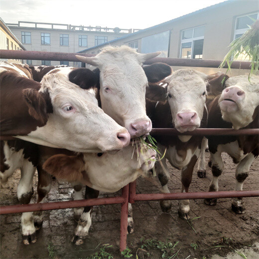 600斤的西门塔尔小母牛牛犊多少钱一头芜湖