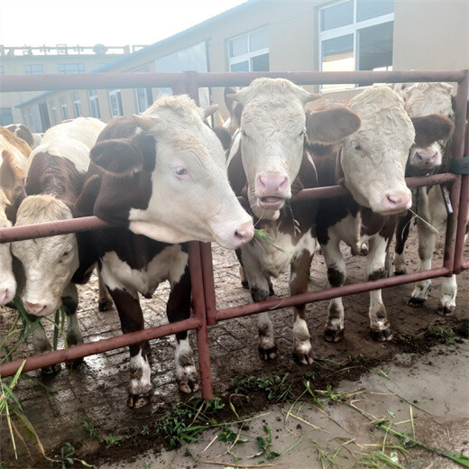 西门塔尔基础母牛500斤左右多少钱