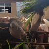 西门塔尔300至400斤牛苗的价格