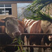 西门塔尔三百斤小公牛出售