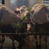 西門塔爾600多斤牛小母牛多少錢
