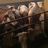 温州西门塔尔繁殖母牛多少钱一头