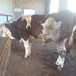 古塔600斤左右西门塔尔牛犊出售