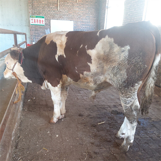 西门塔尔小牛犊600斤左右多少一头