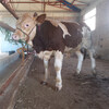 长治养殖基地西门塔尔牛大母牛价格