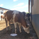 五百至六百斤西门塔尔小母牛周口价格