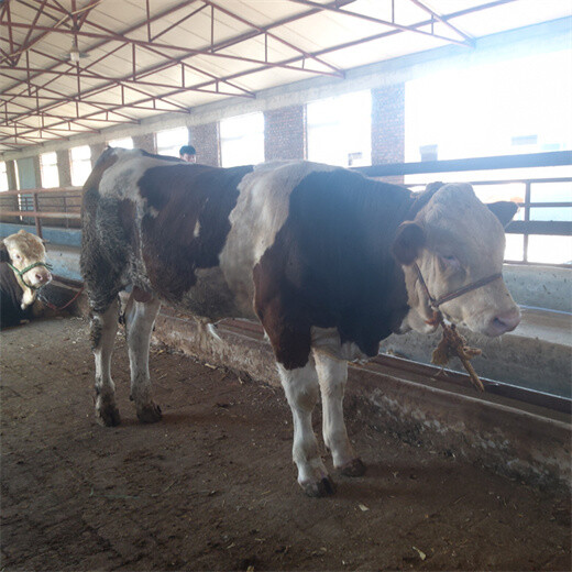 梅州西门塔尔六百斤的牛市场价多少