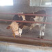 新青五百斤至六百斤西门塔尔牛出售