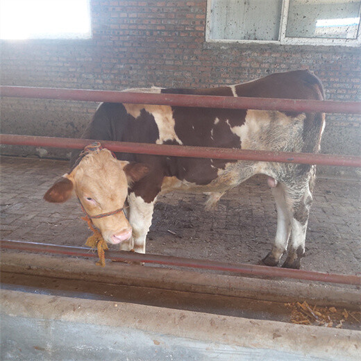 古塔600斤左右西门塔尔牛犊小母牛要多少钱