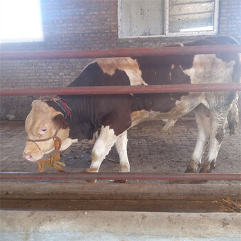 蒲城五之六个月西门塔尔小母牛犊多少钱一只