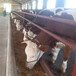 怒江西门塔尔基础母牛8个月现在什么价钱