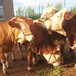 鄂州400斤西门塔尔牛犊价格