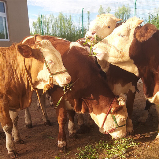 鸡西养殖基地六百斤的西门塔尔母牛